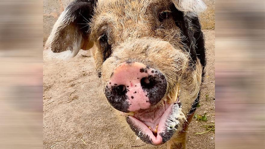 Deutscher rettet Schwein auf Mallorca vor dem Schlachthof – doch wer trägt nun die Kosten?