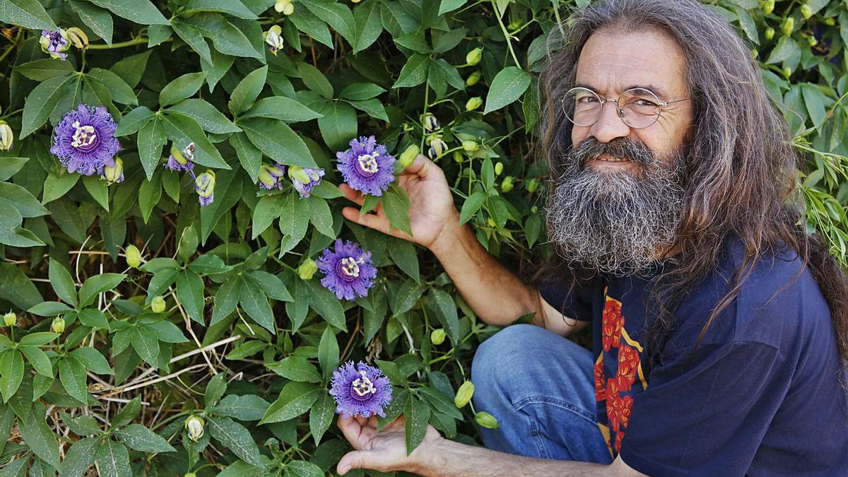 Xavi Simó in der Gärtnerei Vivers Santa Maria. Die „Passiflora leida“ bildet exotische Blüten, die Früchte sind jedoch samenlos.  | FOTO: NELE BENDGENS