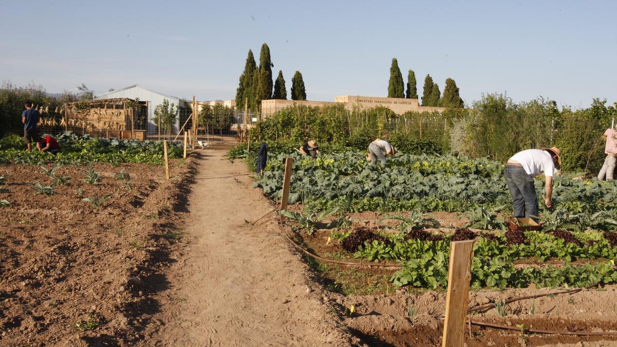 Terrenos de huerta en Carpesa.