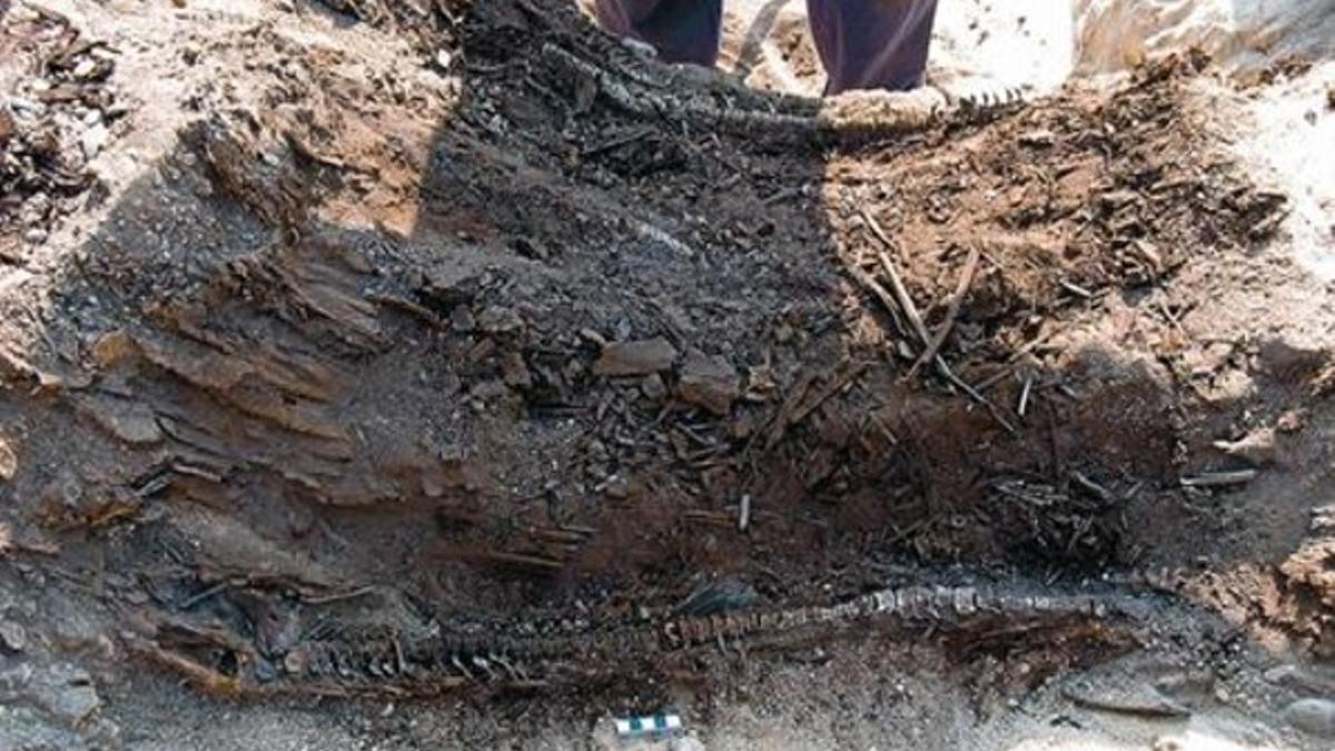 Restos de oxirrincos, raros ejemplares de peces, hallados en la excavación de la zona a la que dieron nombre.