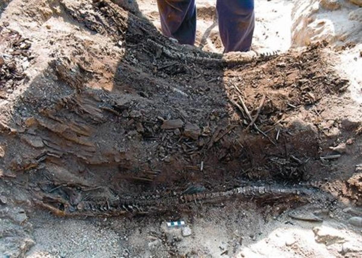 Restes d’oxirincs, rars exemplars de peixos, trobats en l’excavació de la zona a la qual van donar nom.