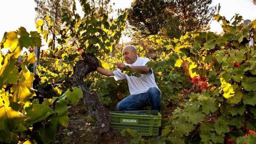 Uno de los agricultores de Jorge Ordóñez, en el viñedo. // FDV