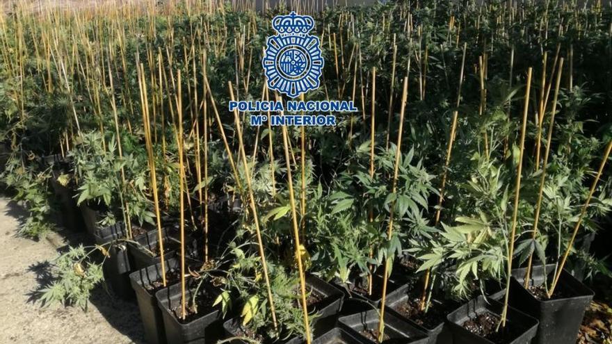 Condenado por tráfico de drogas tras hallar en su casa 68 plantas de marihuana