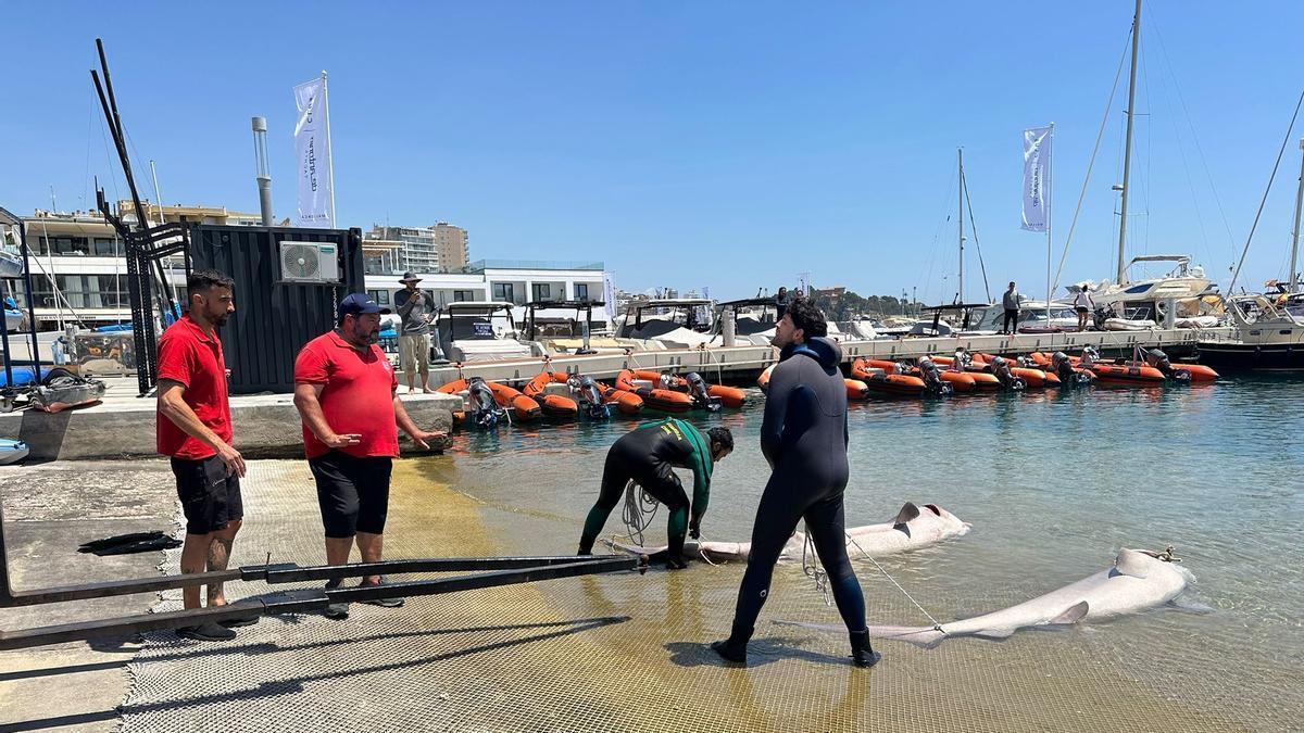 Marilles exige poner fin a la muerte de tiburones de boca dulce en la pesca de arrastre balear