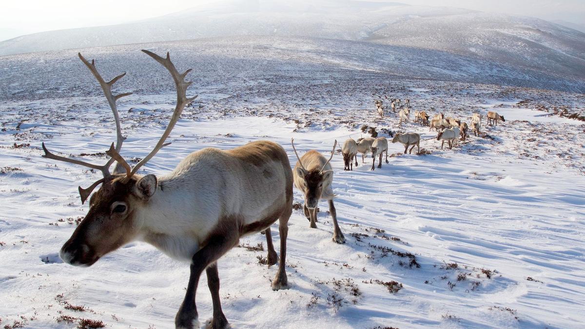 Impresionante paisaje del Parque Nacional Cairngorms