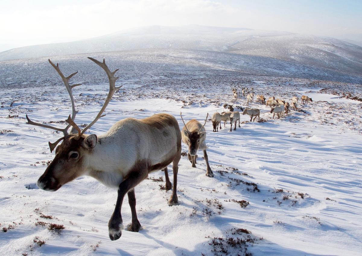 Impresionante paisaje del Parque Nacional Cairngorms