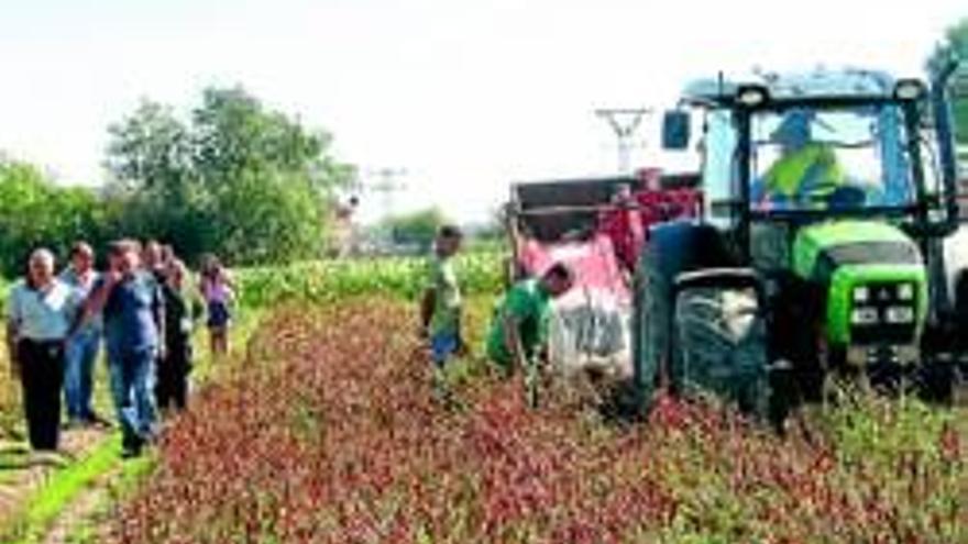 Investigan las técnicas para recoger pimiento en La Vera