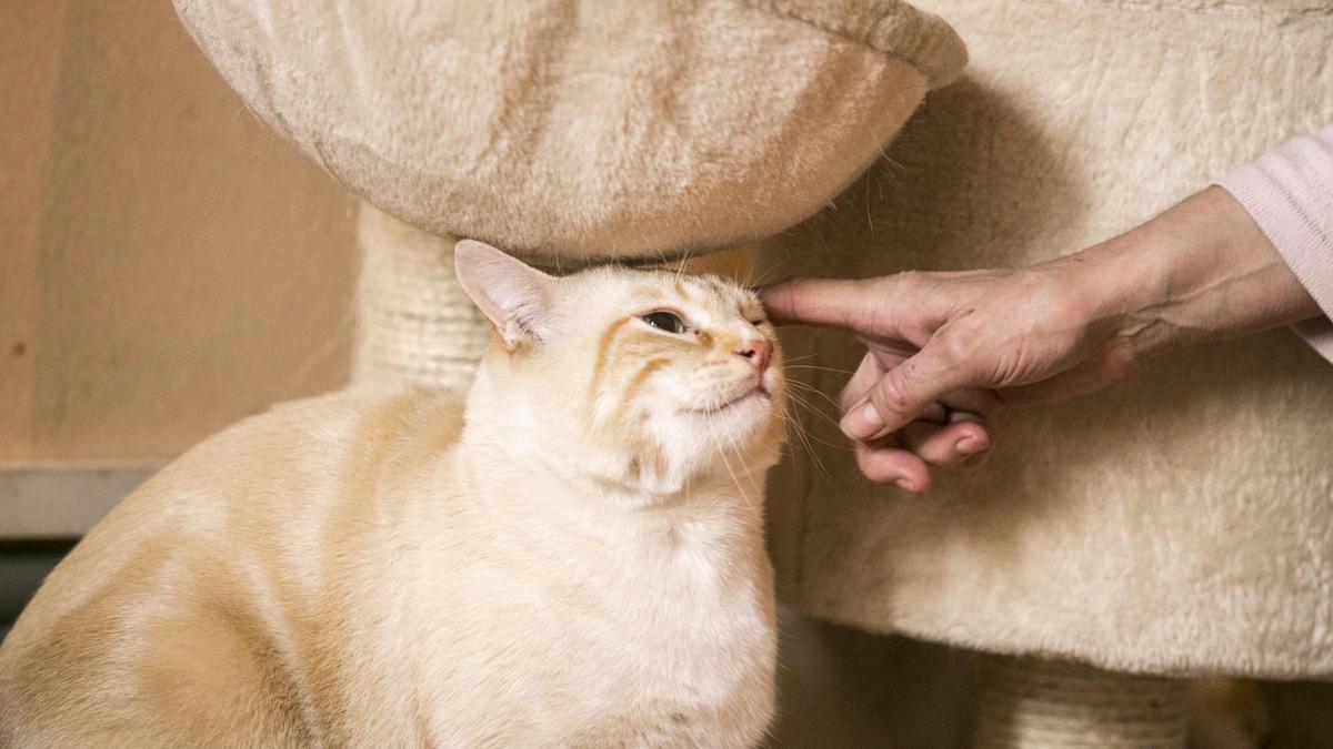 Uno de los gatos en acogida en un piso en la calle Azcárraga