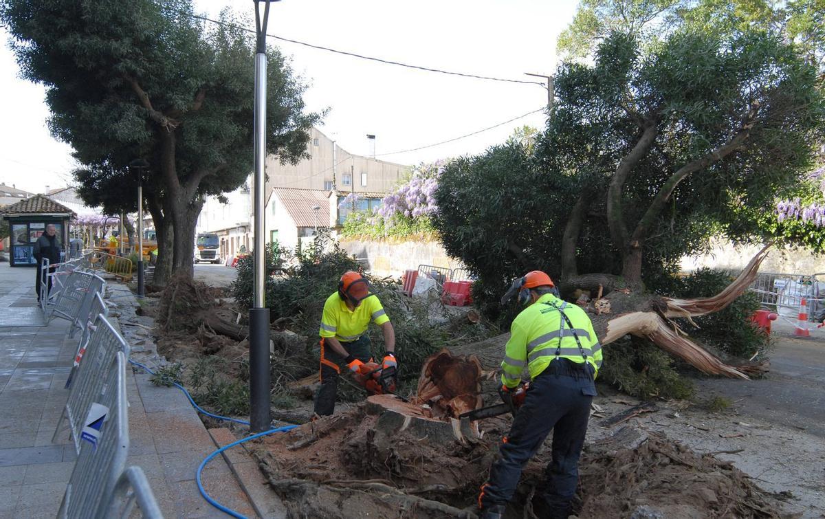La tala de las acacias de la Avenida do Parque se llevó a cabo el pasado martes. | BERNABÉ/JAVIER LALÍN