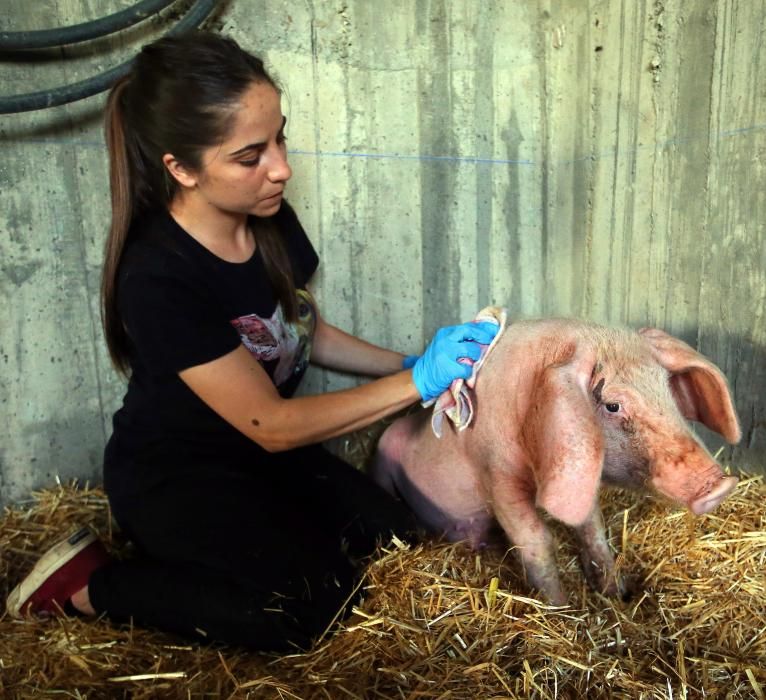 "Gastón", el cerdo adoptado de Gondomar