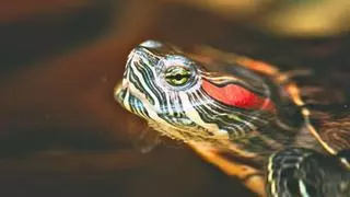 Miles de personas la tuvieron como mascota y hoy es una de las especies invasoras más preocupantes de España