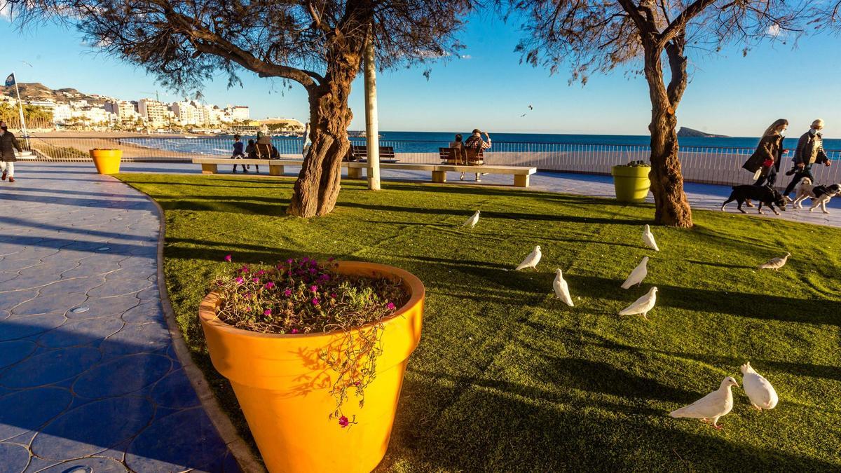 Una muestra de las plantas que se podrán votar en el paseo de Poniente de Benidorm.