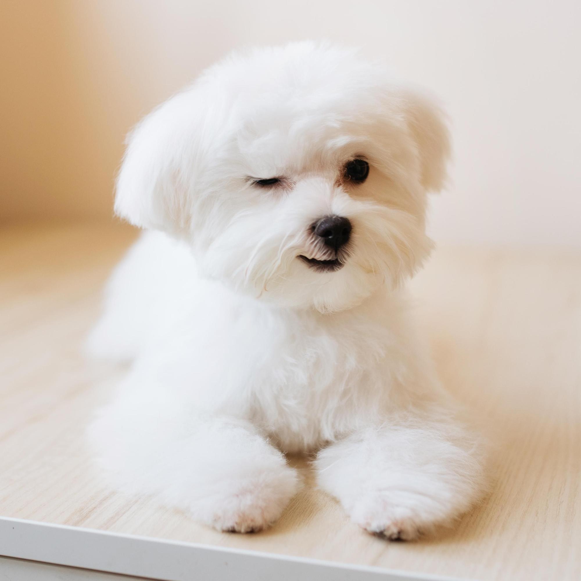 Basura Atar Medicina Forense Raza de perros | Las 10 mejores razas de perro para vivir con niños