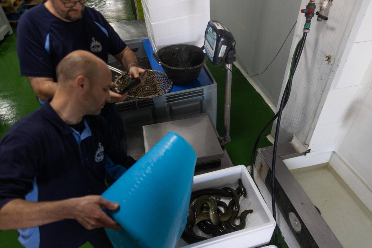 Pescadores de la Comunidad de El Palmar con anguilas