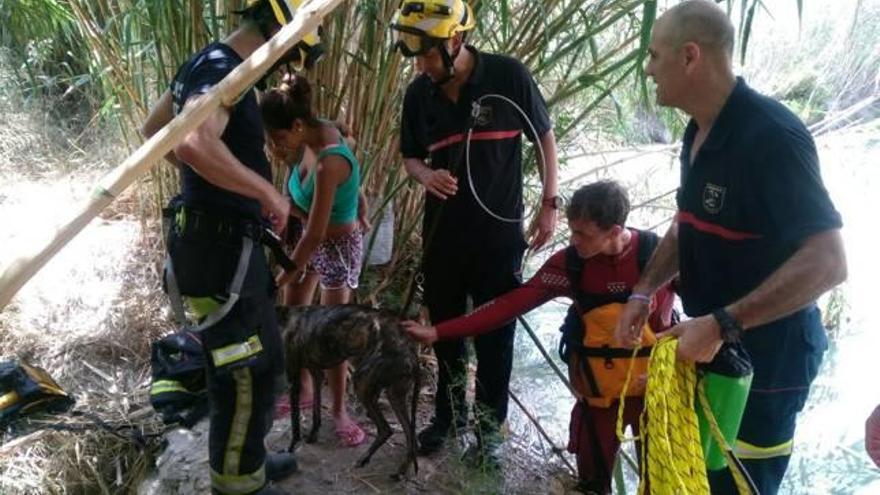 El galgo tras el rescate de los bomberos.