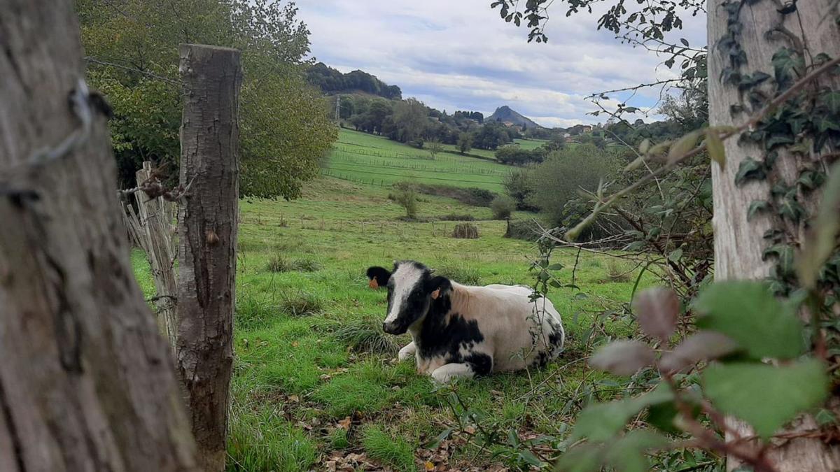 Carmina, este miércoles, tumbada apaciblemente en un prado de Vega de Poja.