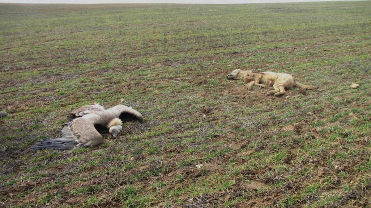 Un buitre leonado y un perro envenenados.