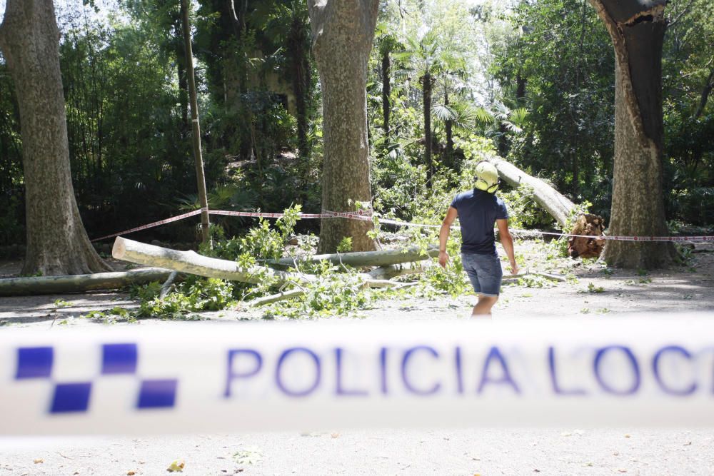 Tanquen fins dilluns els Jardins de la Devesa per la caiguda d''un plàtan