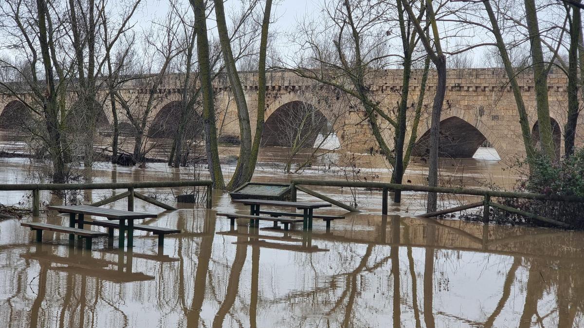 GALERÍA | La crecida del río Duero anega algunas zonas de Toro