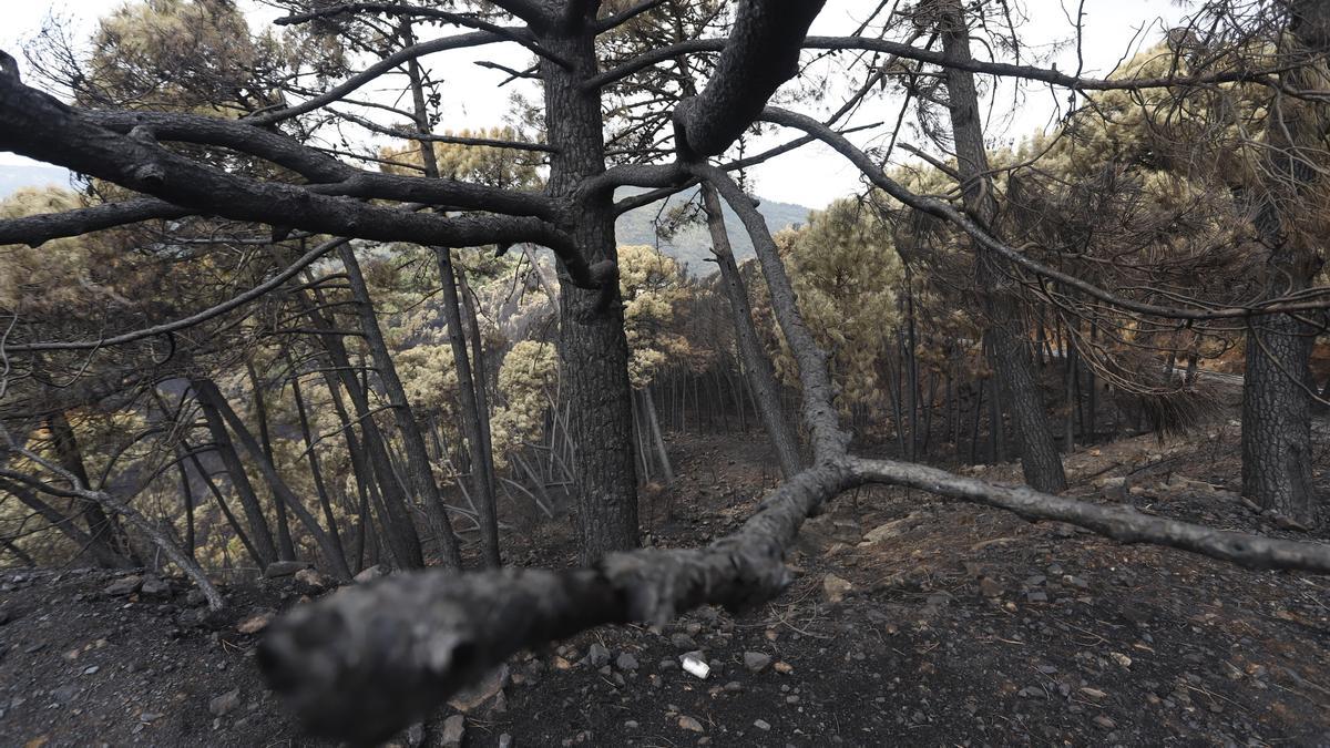 El Paraje de las Peñas Blancas en Estepona arrasado por el fuego.