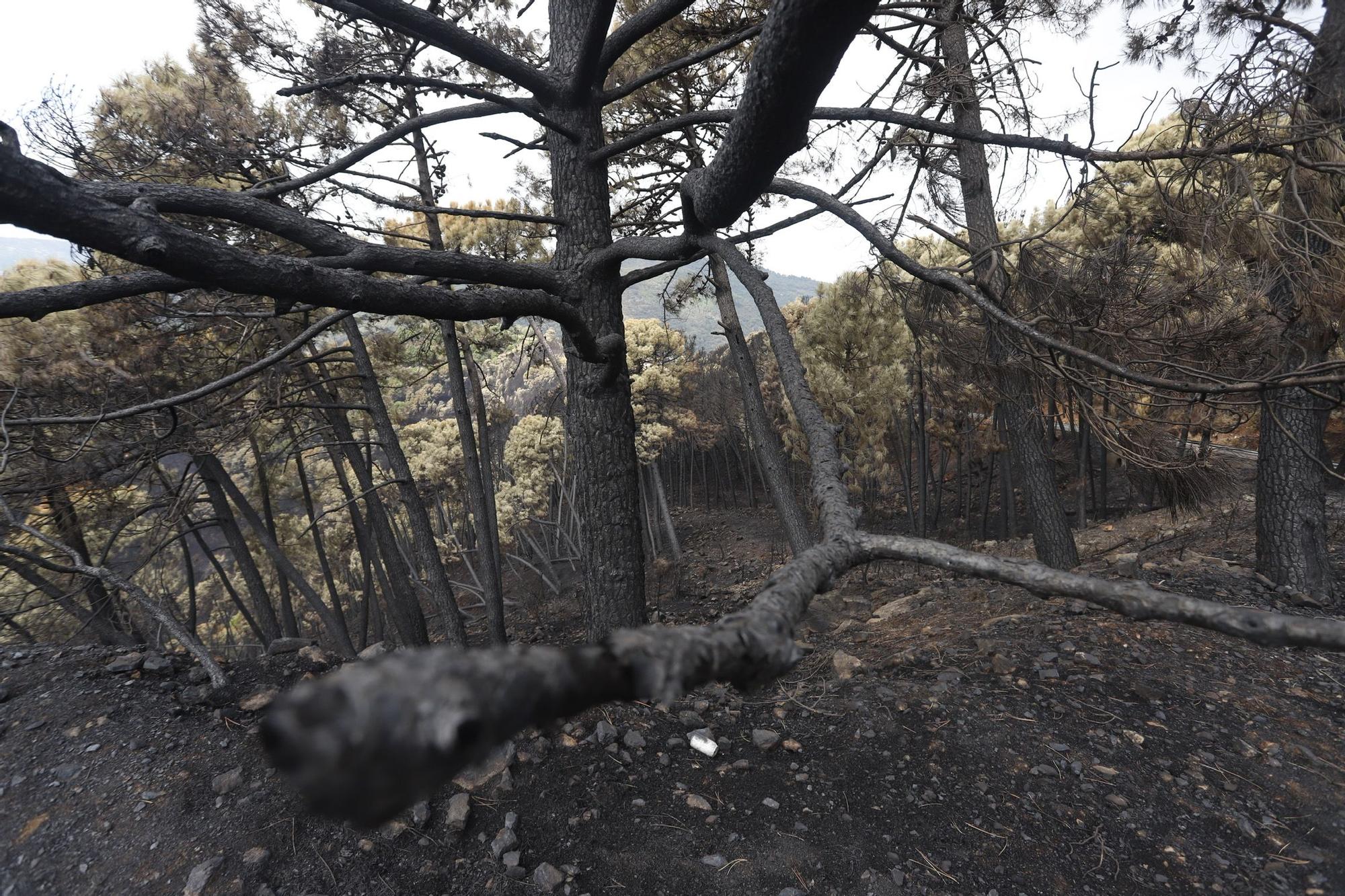 El Paraje de las Peñas Blancas en Estepona arrasado por el fuego