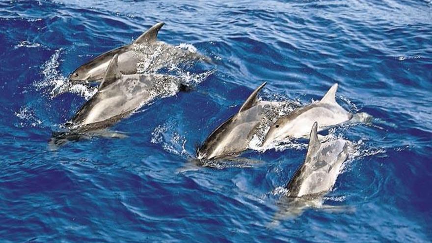 Un grupo de delfines navegan en aguas próximas al litoral de Fuerteventura.