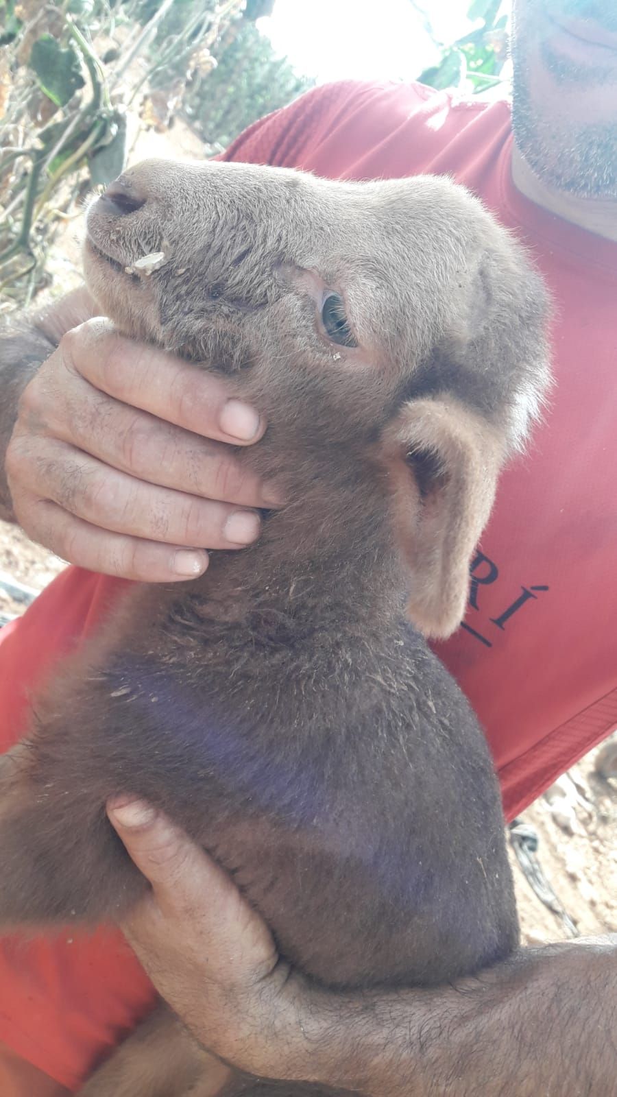 Dos perros matan a una docena de corderos en la finca de Puntiró