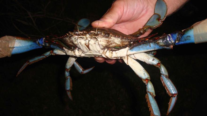 Cangrejo azul encontrado en la desembocadura del Millars