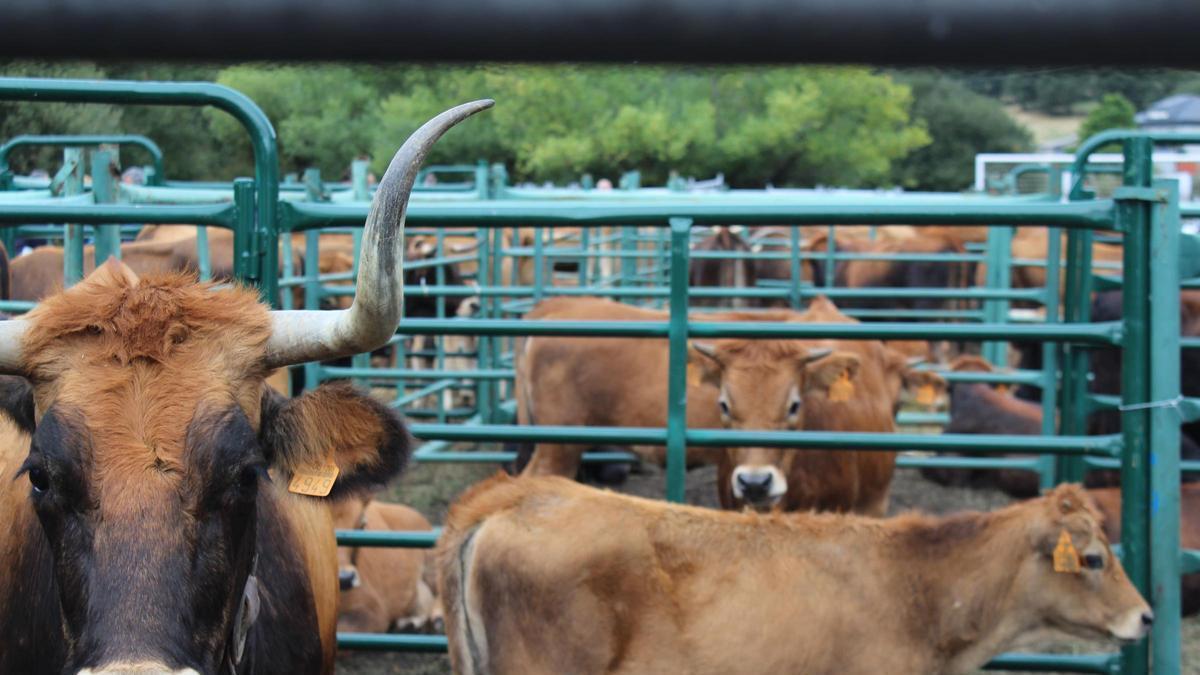 Cabezas de ganado de la XXIII Feria de Porto de Sanabria