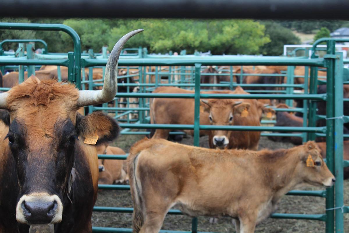 Cabezas de ganado de la XXIII Feria de Porto de Sanabria