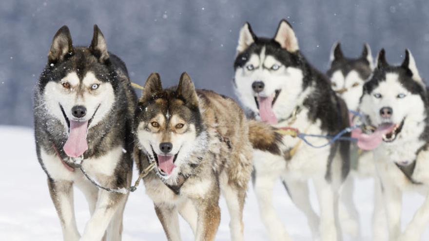 Los perros podrían haber sido domesticados dos veces.