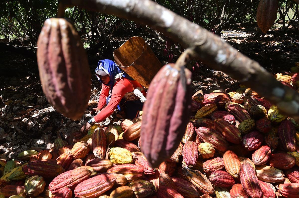 Desde hace diez años en Guerima, Colombia, los árboles de cacao reemplazan a los arbustos de coca en este departamento del tamaño de Guatemala, fronterizo con Venezuela. Está lejos de la bonanza que trajo el ingrediente principal de la cocaína, pero se ha convertido en una fuente estable de ingresos.