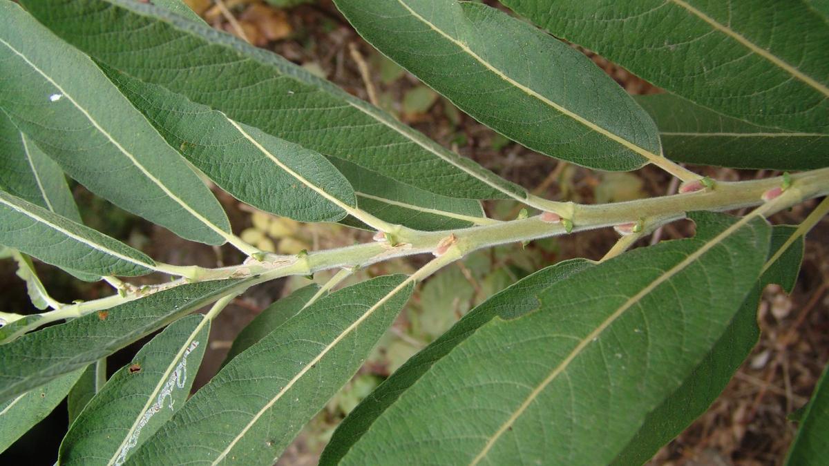 Sauce canario, o Salix canariensis
