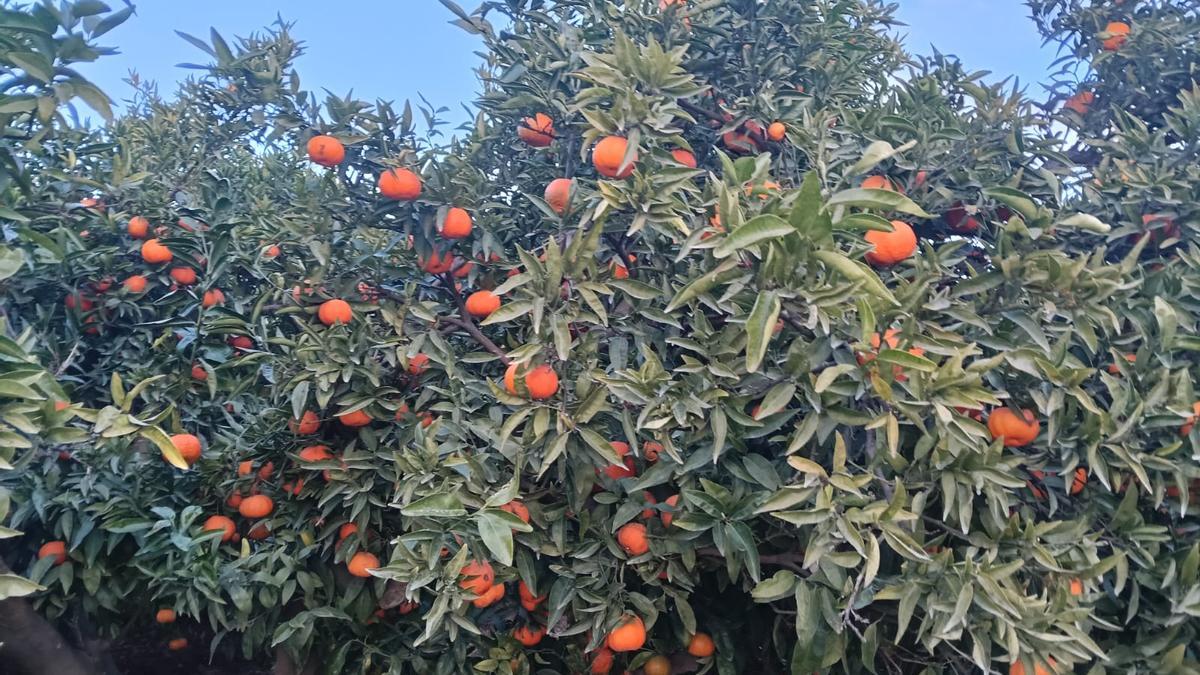 Un campo con naranjas sin recoger, en una imagen de estos días.