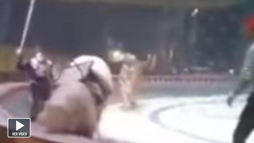 Un tigre y una leona atacan a un caballo en un espectáculo de circo