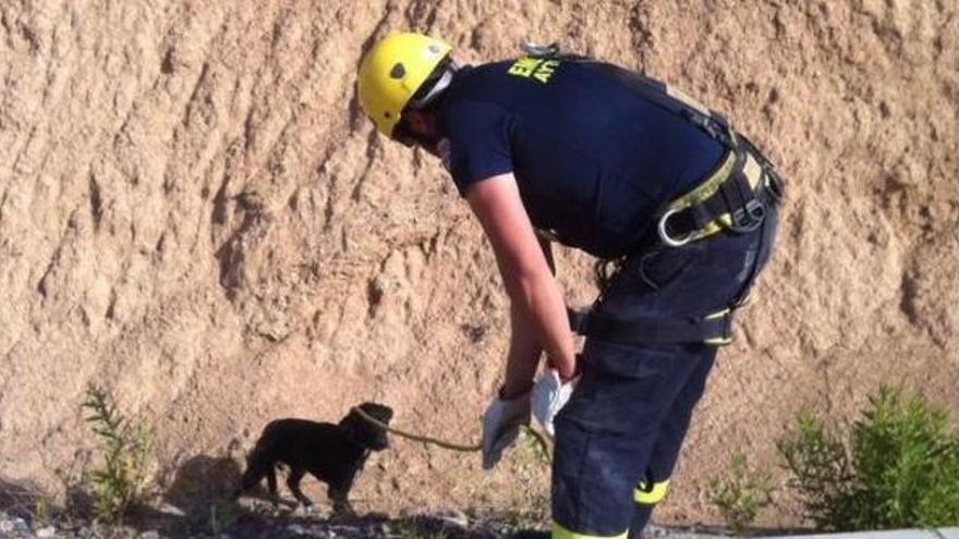 Rescatan a tres cachorros de un pantano de La Hoya