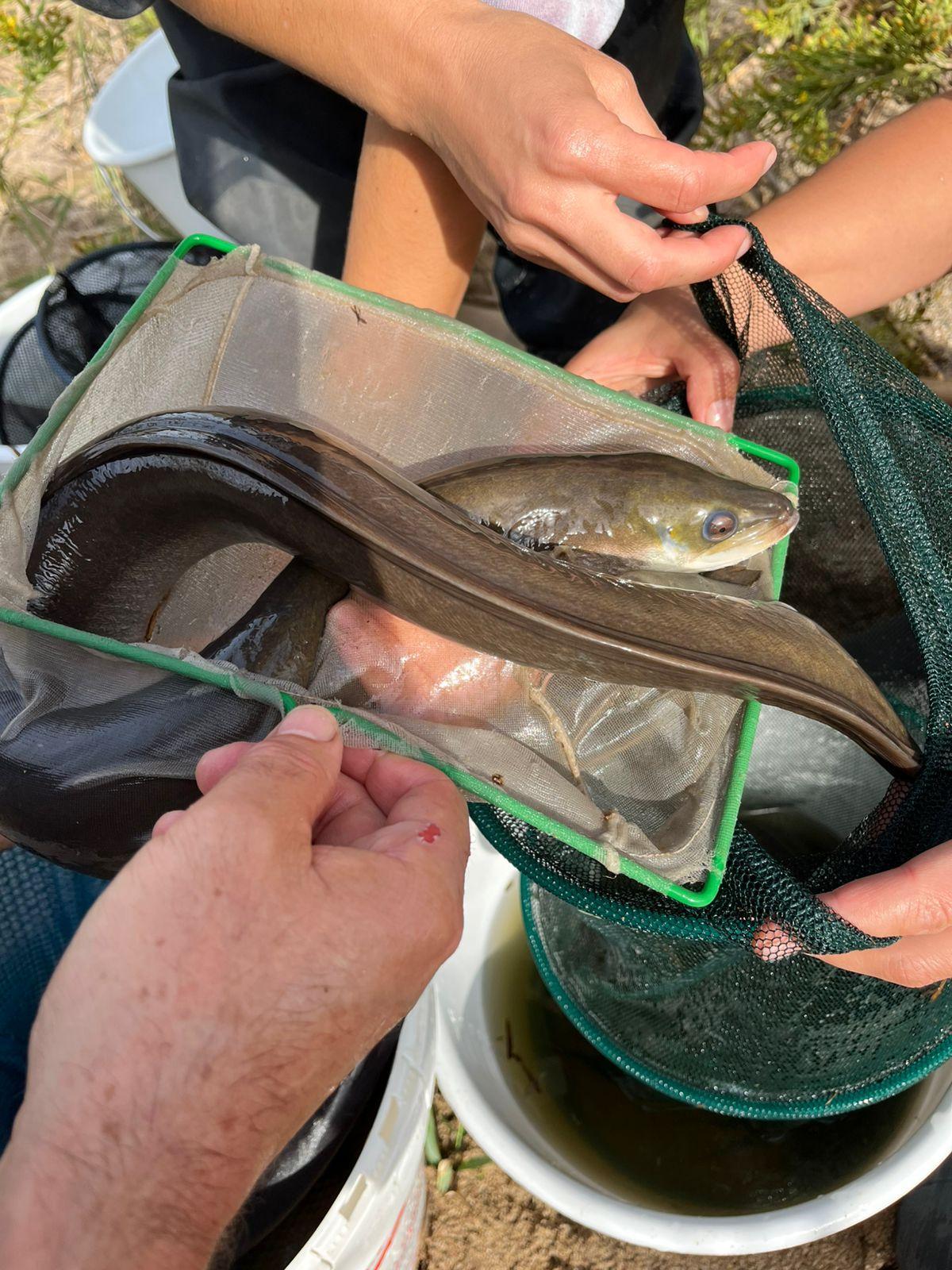 Investigadores del proyecto AnguillaMed capturan ejemplares de anguila en la laguna de la Ricarda