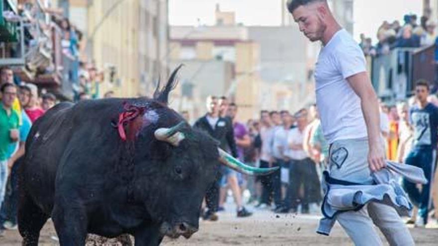 Uno de los festejos de &quot;bous al carrer&quot; celebrados en la Comunitat Valenciana. Foto: Chesco.