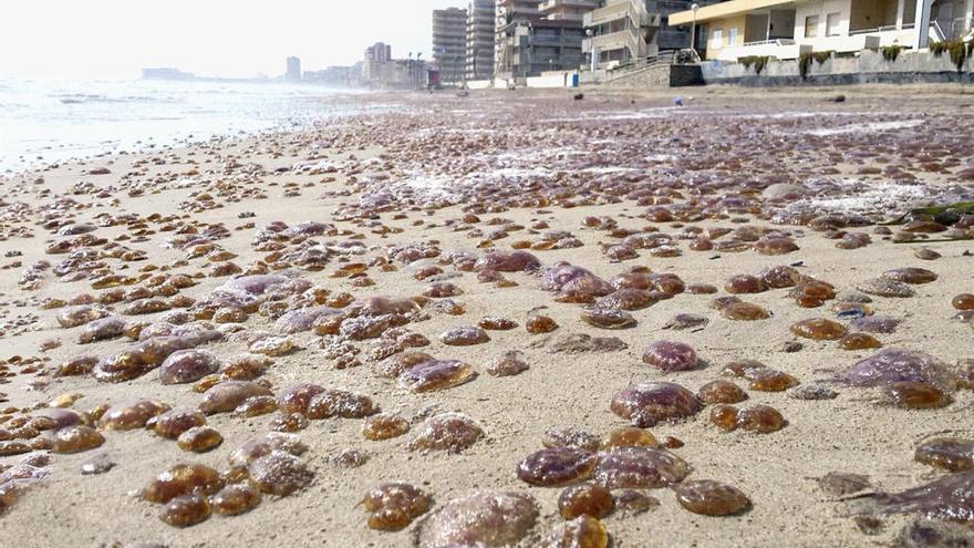 Imagen de archivo de medusas en La Manga