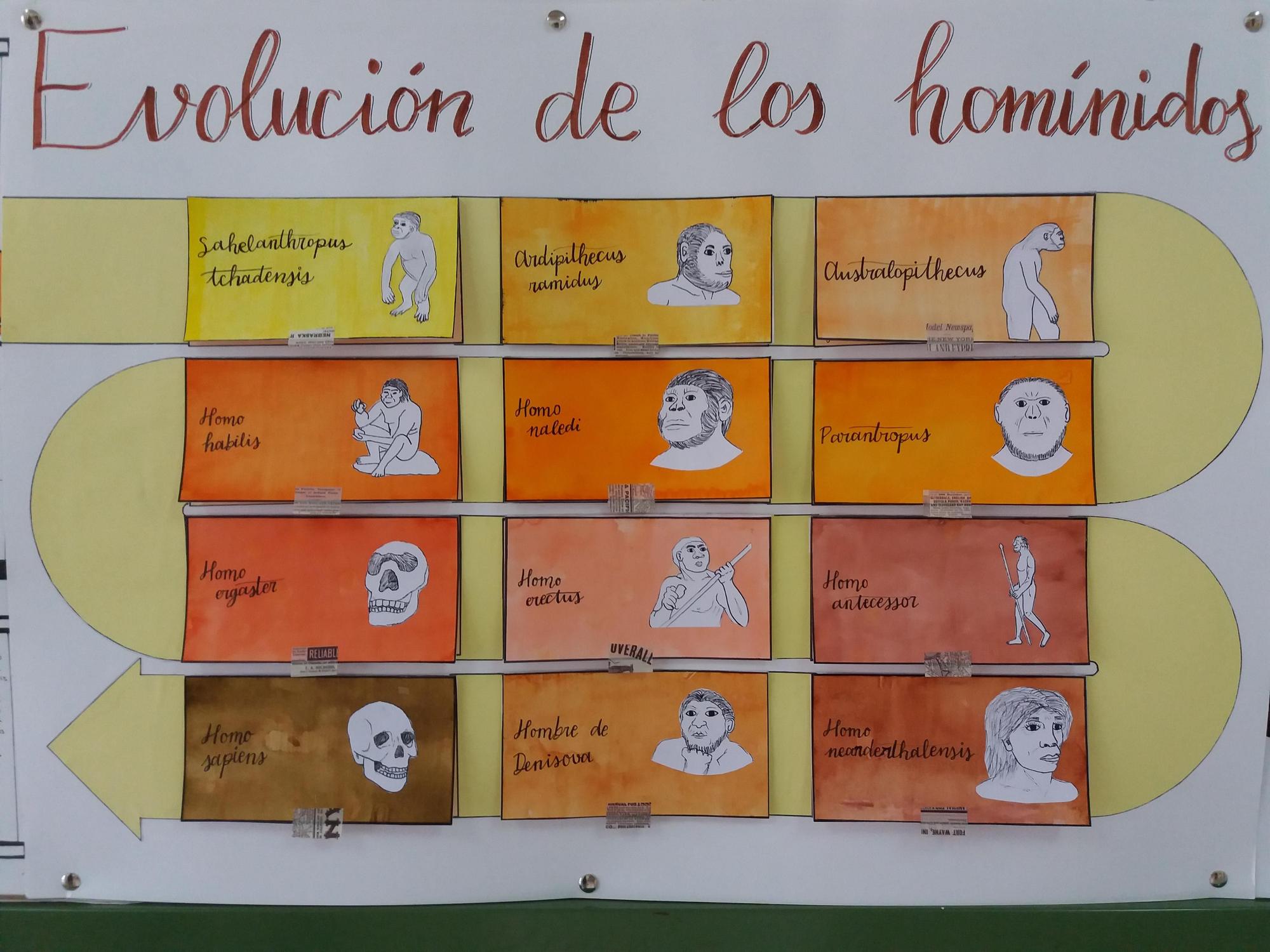 Uno de los trabajos sobre la evolución humana realizado por los estudiantes en la asignatura.