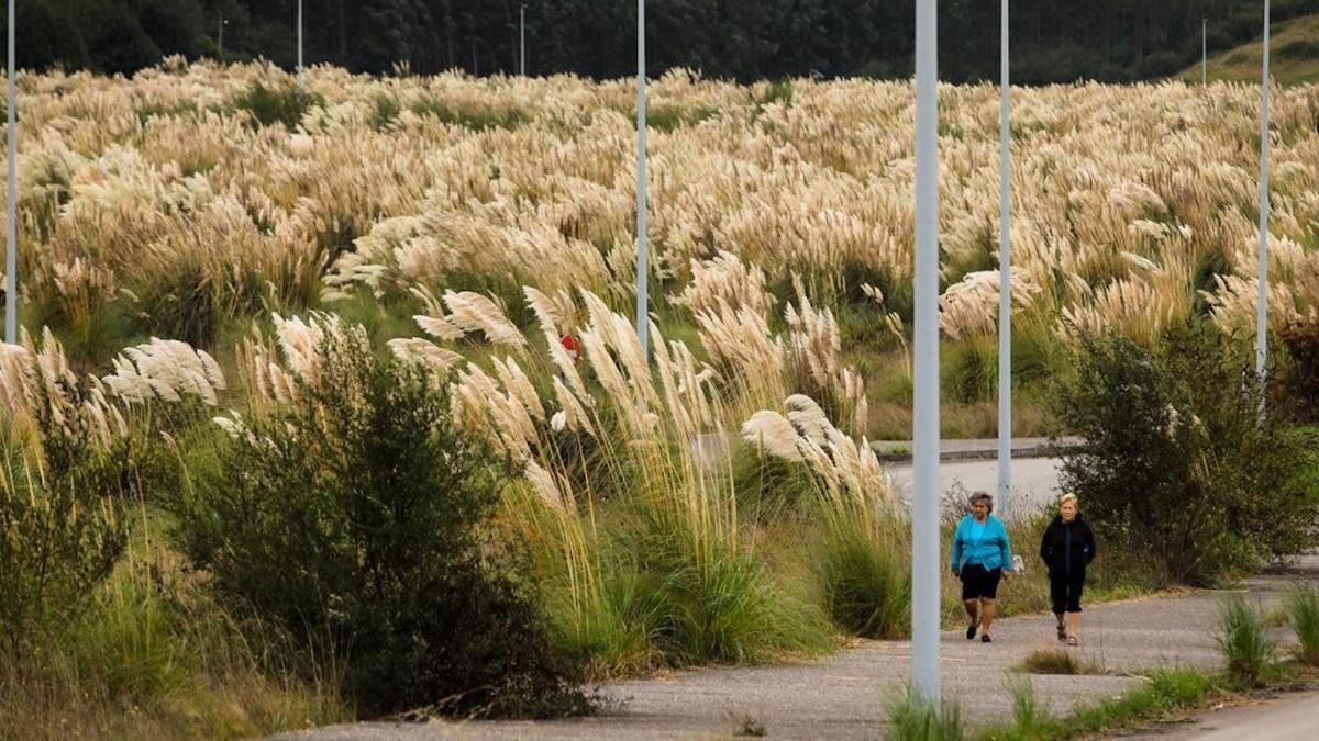 Plumeros de la Pampa en Asturias, especie invasora