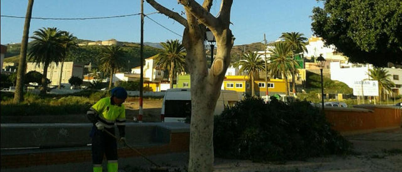 Un operario limpia el ramaje de un ficus afectado por la &#039;psilla&#039; en Jinámar.