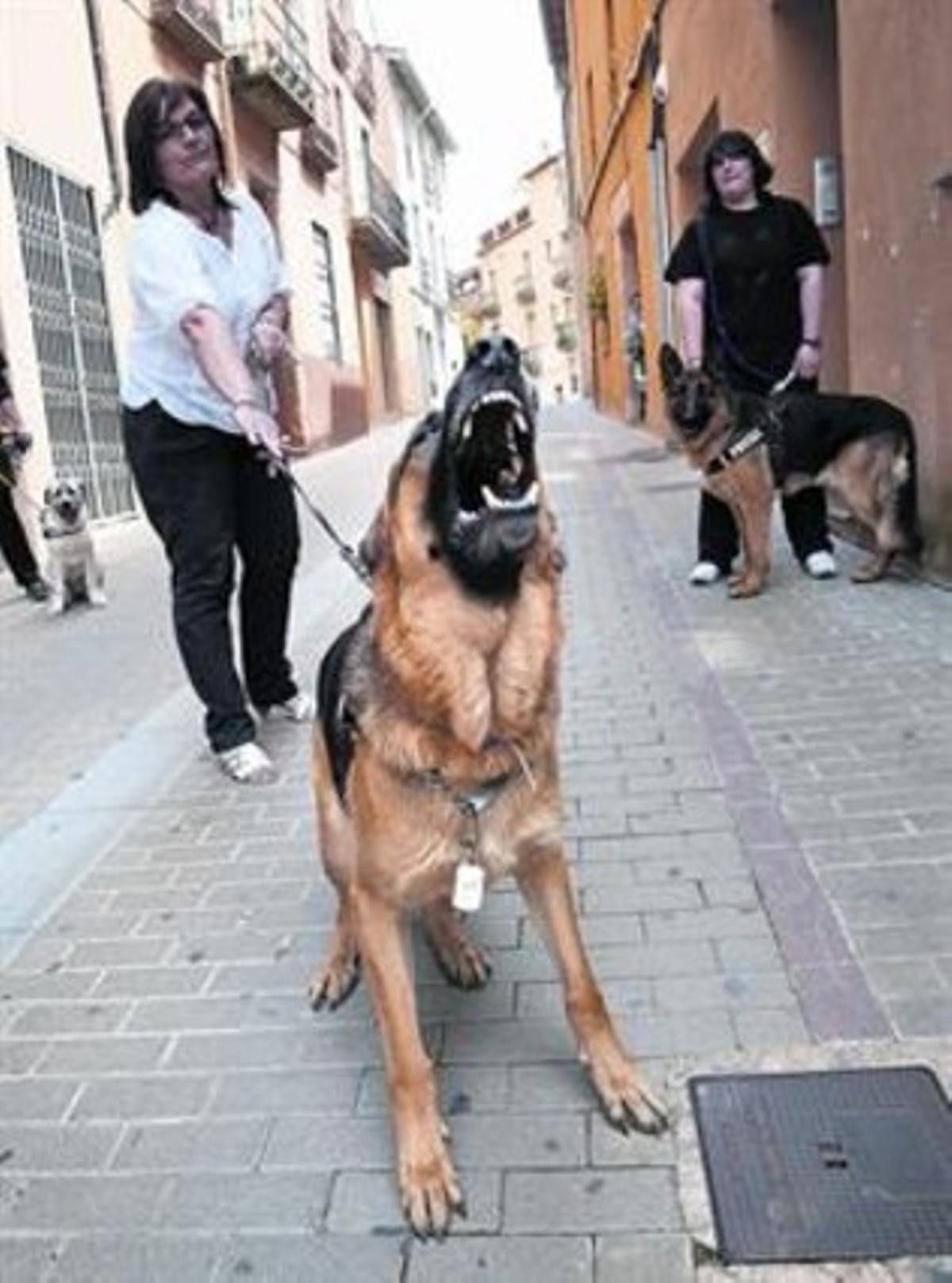 Pastor alemany 8 La domesticació va canviar el caràcter del llop. Pastor alemany 8 La domesticació va canviar el caràcter del llop.