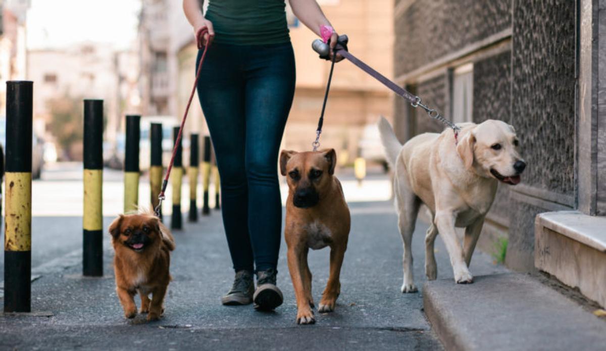 El aviso de la Guardia Civil para quiénes pasean a sus perros