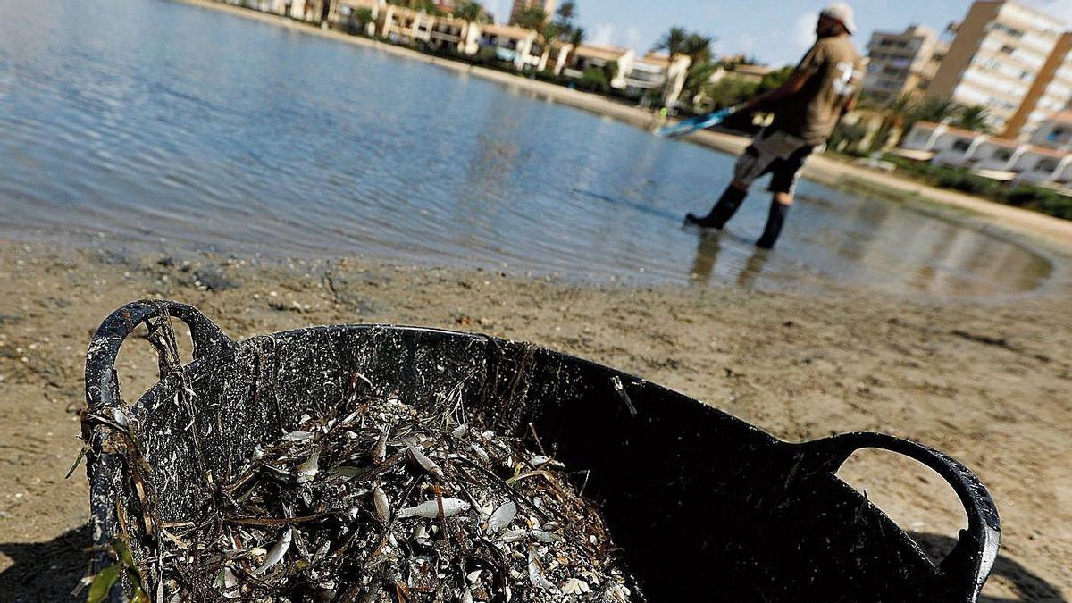 Peces muertos en el Mar Menor