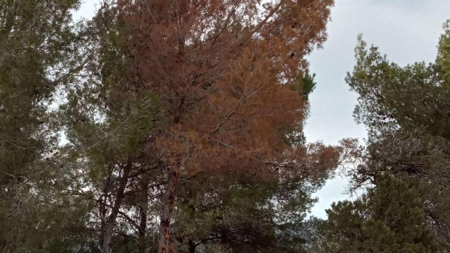 El estrés hídrico y los tomicus amenazan a los pinos de Ibiza