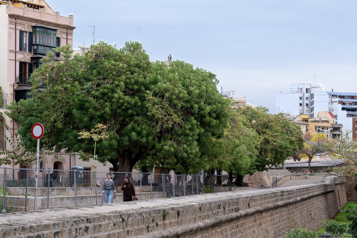 El Ayuntamiento de Palma ha cerrado la plaza con barreras para talar todos los bellasombras