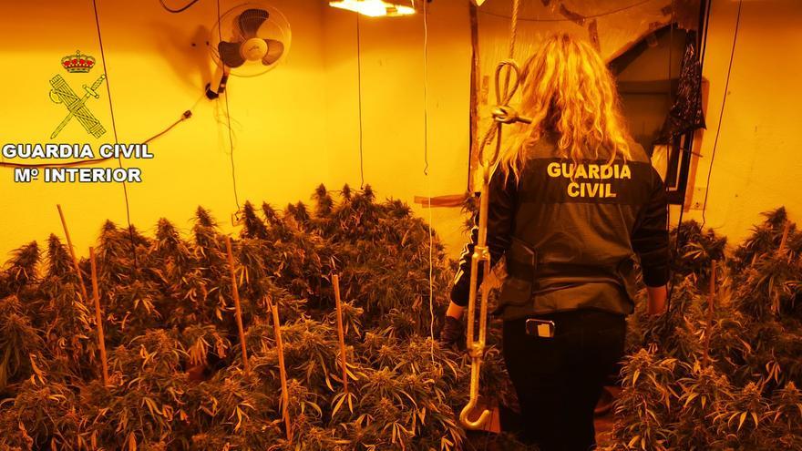 Mil plantas de cannabis al año desde su casa de Las Torres de Cotillas