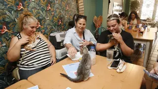 Las nuevas comandas: Gatopía Salceda propone un café... con gato