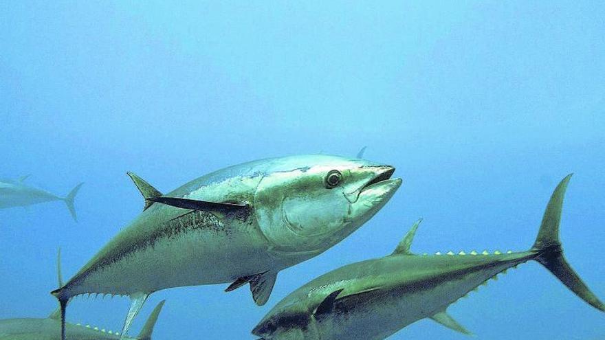La plaga de atún rojo alerta al Mediterráneo - Levante-EMV